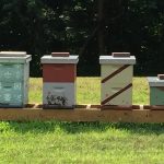 4 Honey Bee Hives