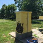 Honey Bees Bearding on Hive