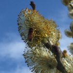 Bee on a Pussy Willow Catkins