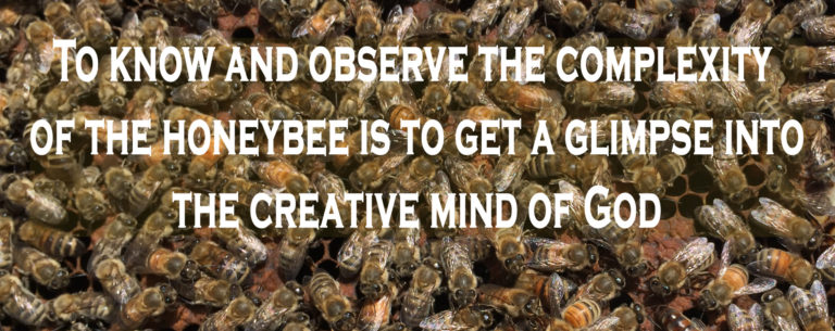 Honey Bee Vision